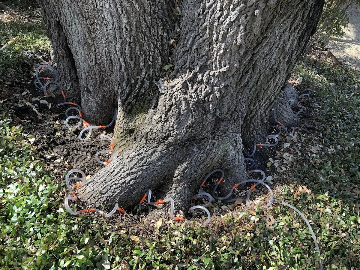 Detailed Tree Cabling and Bracing job site in Estill